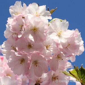 Zierkirsche Prunus 'Accolade'