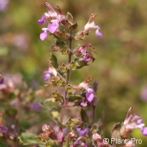 Edelgamander Teucrium chamaedrys