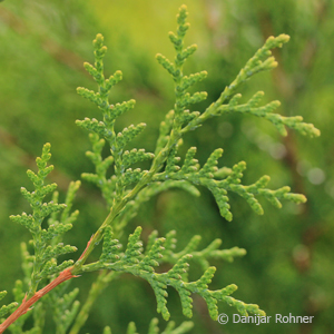 Thuja, Lebensbaum Thuja occidentalis 'Brabant'