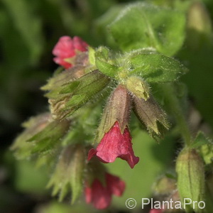 Lungenkraut Pulmonaria rubra 'Redstart'
