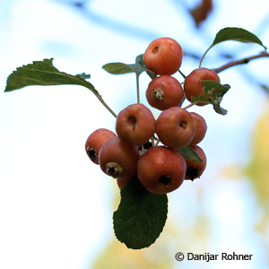 Zierapfel Malus 'Evereste'