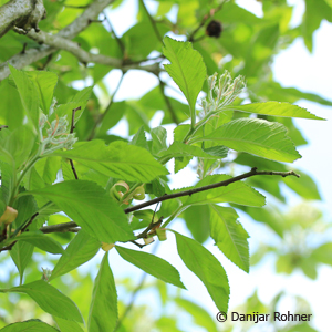 Lavallées Weissdorn Crataegus lavalleei (x)