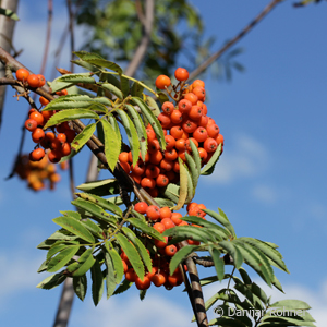 Eberesche, Vogelbeere Sorbus aucuparia