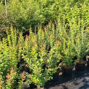 Wildsträucher in Sorten einheimische Gehölze