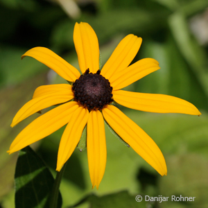 Sonnenhut Rudbeckia fulgida 'Goldsturm' 3 Sonnenhut Rudbeckia fulgida 'Goldsturm'