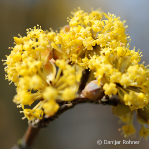 Kornelkirsche, Tierlibaum Cornus mas 5 Kornelkirsche, Tierlibaum Cornus mas