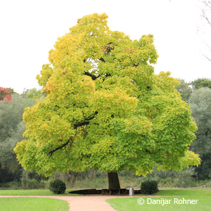 Trompetenbaum Catalpa bignonioides