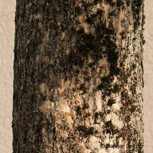 Trompetenbaum Catalpa bignonioides 'Nana'