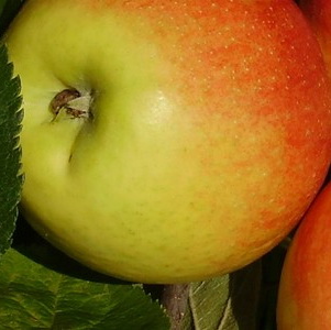 Malus (Apfel) 'James Grieve'