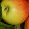 Malus (Apfel) 'James Grieve'