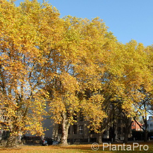 Platane Platanus acerifolia
