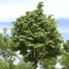 Silberlinde Tilia tomentosa 'Brabant'