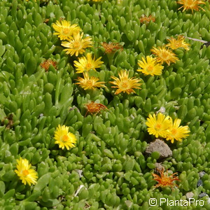 Mittagsblümchen Delosperma nubigenum