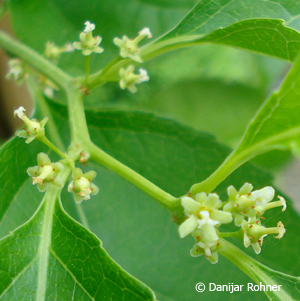 Baumwürger Celastrus orbiculatus 'Diana' 4 Baumwürger Celastrus orbiculatus 'Diana'
