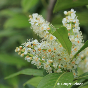 Kirschlorbeer Prunus laurocerasus 'Caucasica Novita'