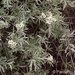 Weidenblättrige Birne Pyrus salicifolia 'Pendula' 6 Weidenblättrige Birne Pyrus salicifolia 'Pendula'
