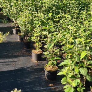 Wildsträucher in Sorten einheimische Gehölze