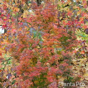 Japan. Ahorn, Fächerahorn Acer palmatum 'Shishigashira'