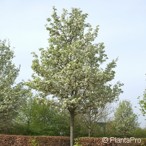 Zierbirne Pyrus calleryana 'Chanticleer'