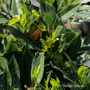 Kirschlorbeer Prunus laurocerasus 'Otto Luyken'
