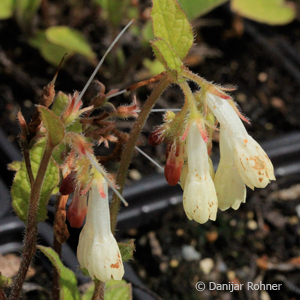 Wallwurz, Beinwell Symphytum grandiflorum