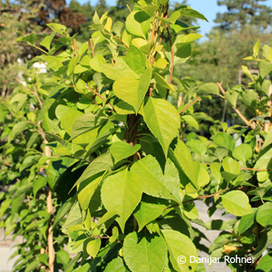 Baumwürger Celastrus orbiculatus 'Diana' 5 Baumwürger Celastrus orbiculatus 'Diana'
