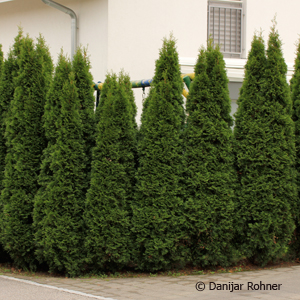 Thuja, Lebensbaum Thuja occidentalis 'Smaragd'