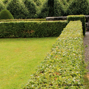 Hainbuche Carpinus betulus 2 Hainbuche Carpinus betulus