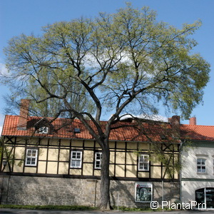 Bergulme Ulmus glabra