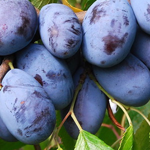 Prunus (Zwetschge) 'Zimmers Frühzwetschge'