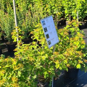 Wildsträucher in Sorten einheimische Gehölze