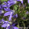 Glockenblume Campanula poscharskyana 'Stella'