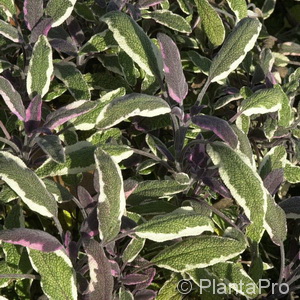 Garten-Salbei Salvia officinalis 'Tricolor'