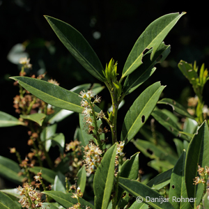 Kirschlorbeer Prunus laurocerasus 'Otto Luyken'