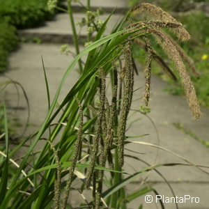Überhängende Segge Carex pendula