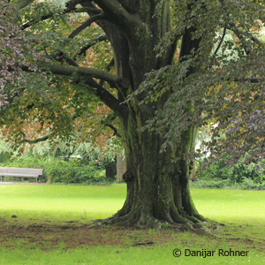 Blutbuche Fagus sylvatica 'Atropunicea'