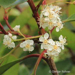 Glanzmispel Photinia fraseri (x) 'Red Robin'