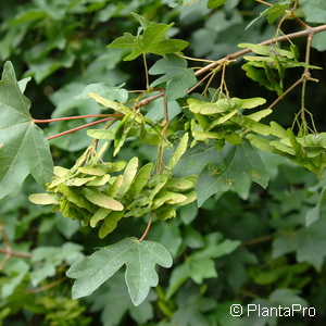 Feldahorn Acer campestre 4 Feldahorn Acer campestre