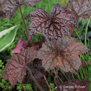 Purpurglöckchen Heuchera micrantha 'Palace Purple'