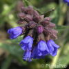 Lungenkraut Pulmonaria longifolia 'E.B. Anderson'