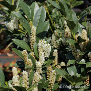 Kirschlorbeer Prunus laurocerasus 'Van Nes'