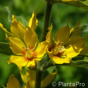 Goldfelberich Lysimachia punctata