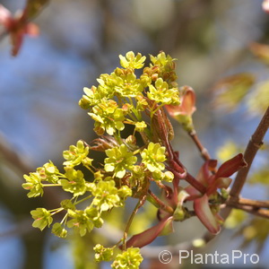 Kugelahorn Acer platanoides 'Globosum'