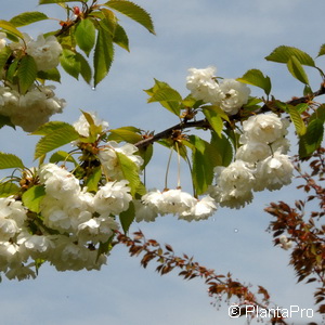 Vogelkirsche Prunus avium 'Plena'