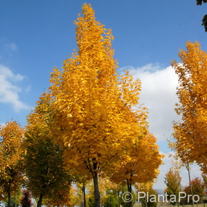 Spitzahorn Acer platanoides 'Emerald Queen'