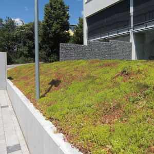 Rollmatten Sedum Mixmatten Typ T 4 Rollmatten Sedum Mixmatten Typ T