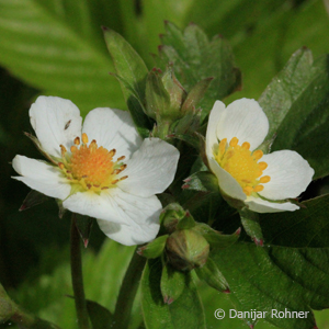 Wald-Erdbeere Fragaria vesca