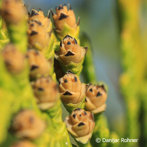 Thuja, Lebensbaum Thuja occidentalis 'Brabant' 5 Thuja, Lebensbaum Thuja occidentalis 'Brabant'