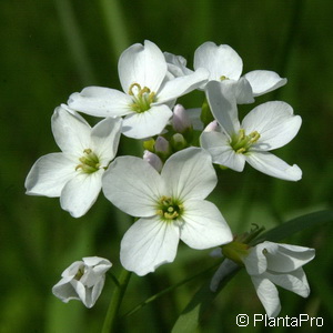 Dreiblättriges Schaumkraut Cardamine trifolia