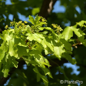 Feldahorn Acer campestre 'Elsrijk'